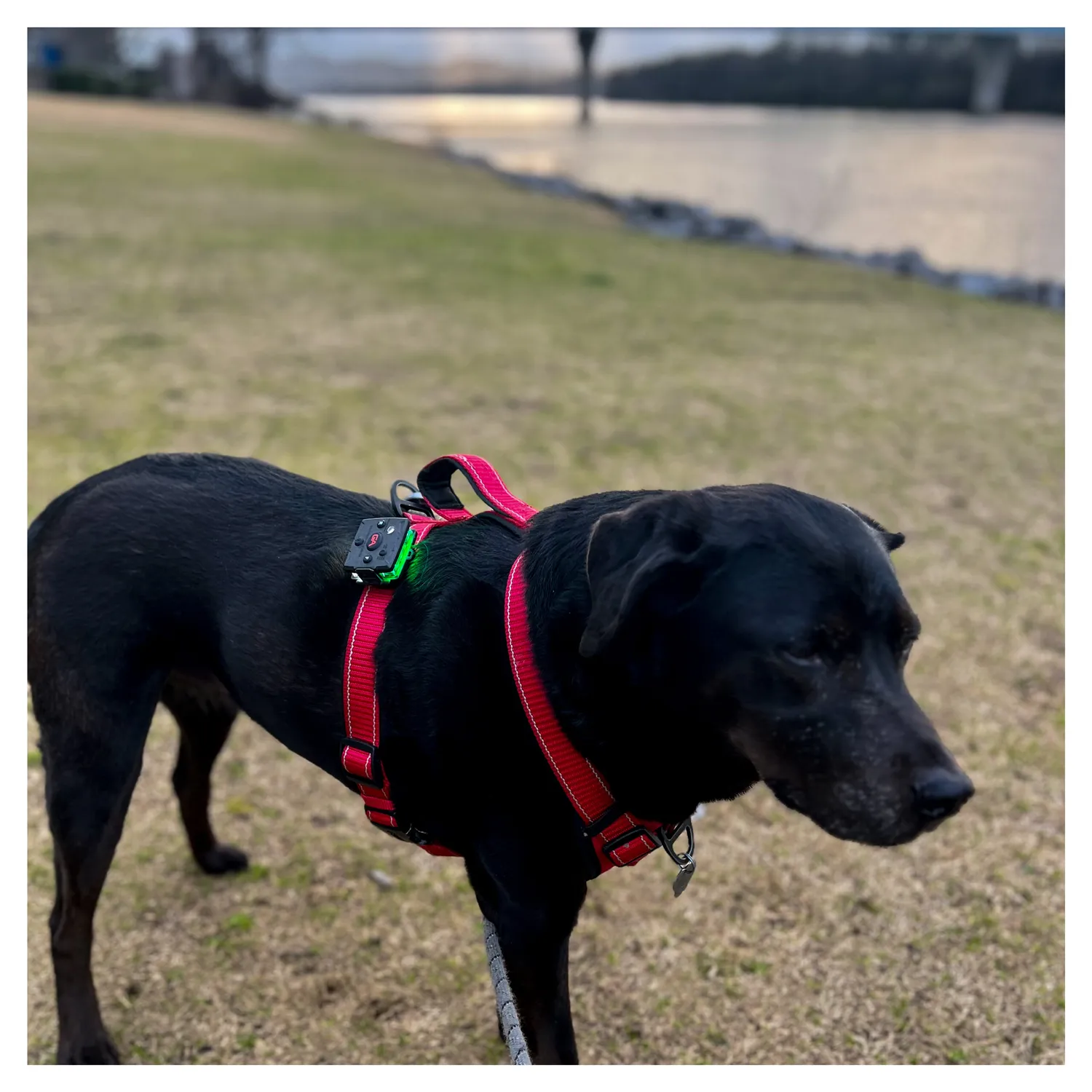 Guardian Angel Snap-Lock beslag til hundesele K9
