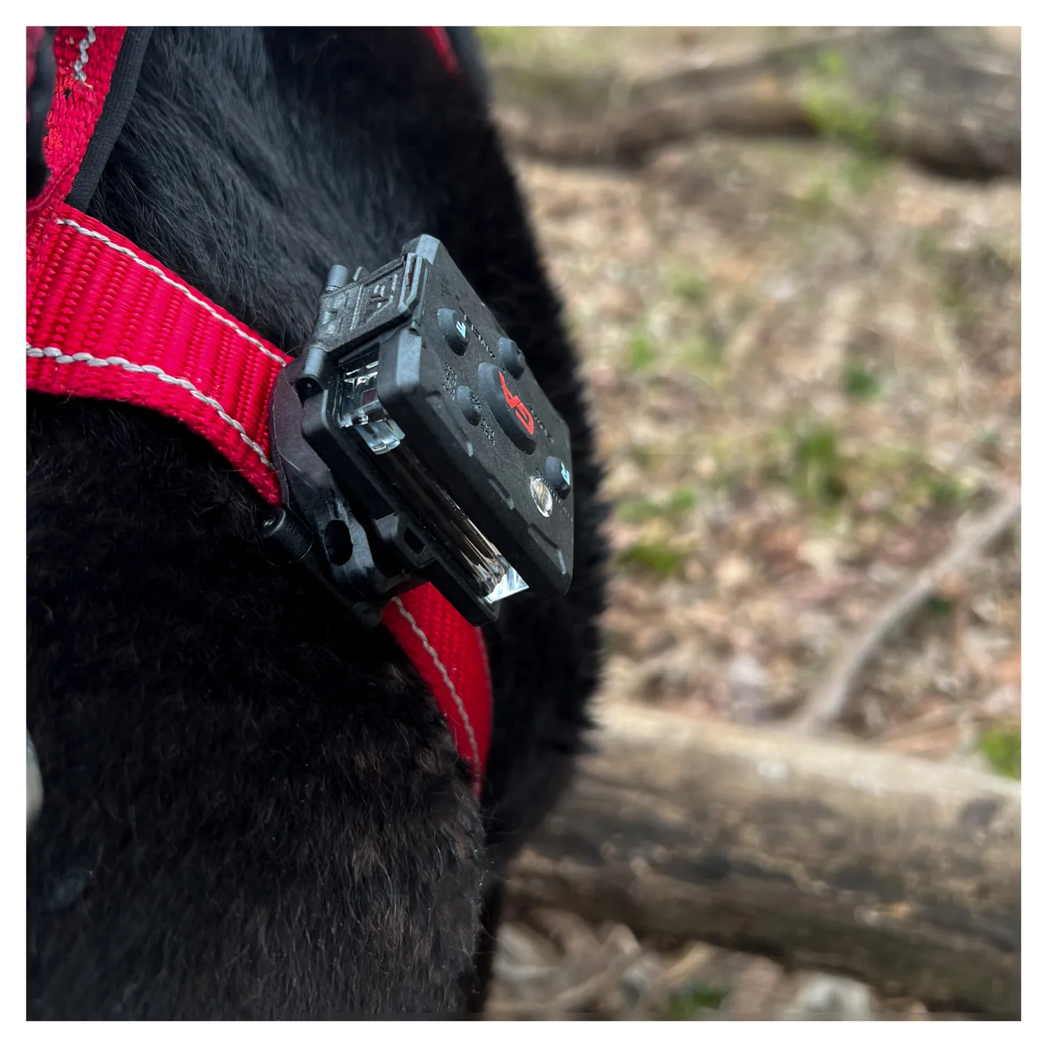 Guardian Angel Snap-Lock beslag til hundesele K9